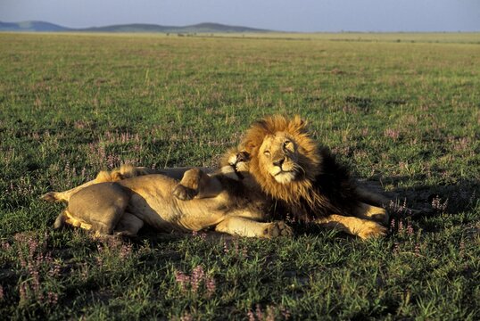 Three Lions in the morning light ( Panthera leo ) - Masai Mara - Kenya