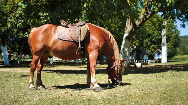 horse grazing in the field 