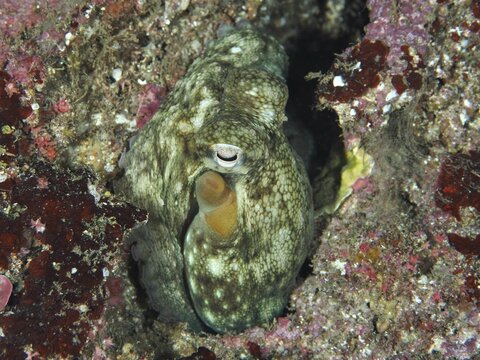 A juvenile Common Octopus (Octopus vulgaris) hiding amongst the rocks in the sea, dive site: Giens Peninsula, Hy&egrave;res, Porquerolles, Provence, C&ocirc;te d'Azur, Mediterranean Sea, France