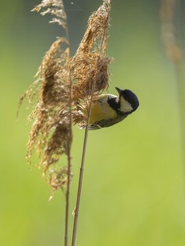 Great tit (Parus major) foraging for seeds on reeds (Phragmites australis), Lower Saxony, Germany