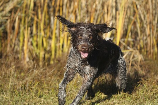 Hunting dog Bohemian Raubart or also Cesky Fousek, Allg&auml;u, Bavaria, Germany