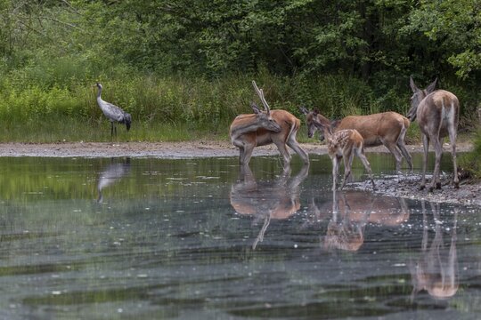 After a brief moment, red deer (Cervus elaphus) and cranes (Grus grus) hardly take any notice of each other, each does its own thing, encounter, family, animal child, June, Germany