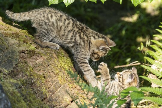 Two kittens playing on a tree stump surrounded by green plants, wild cat (Felis silvestris), kittens, Germany