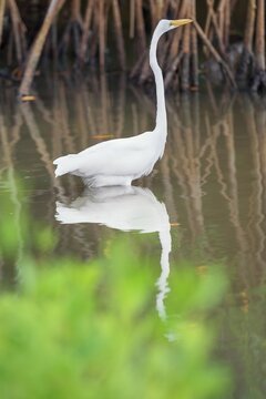 Great white egret (Ardea alba) looking for food, Sanibel Island, J.N. Ding Darling National Wildlife Refuge, Florida, USA