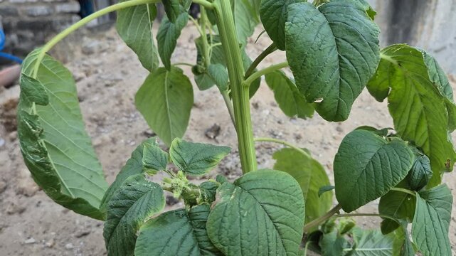 Close-up of green amaranth plant (Amaranthus) growing outdoors in the garden