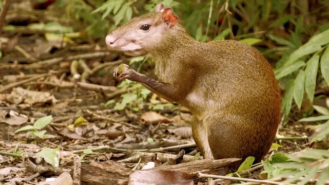 Agouti nibbles on a nut while sitting amongst lush foliage