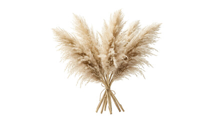 Fototapeta premium Dried pampas grass bouquet stems tied with twine on transparent background
