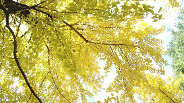 金色に輝く黄葉が美しいイチョウの並木道を見上げて歩くPOVショット 木漏れ日と銀杏の実の秋風景 4K