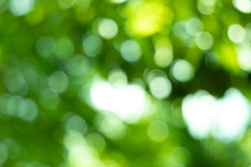 Obraz premium green blurred backdrop of nature, circle light wallpaper, white bokeh background