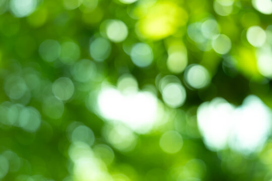 green blurred backdrop of nature, circle light wallpaper, white bokeh background