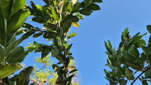 Low angle view of green guava tree leaves against clear blue sky on a sunny day