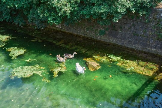 モンテネグロ・コトルの緑色の運河を泳ぐガチョウの群れと苔むした石垣