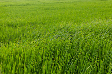Obraz premium Green Grass Blowing in the Wind in a Natural Field