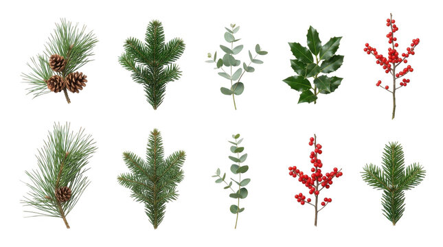 Set of winter christmas evergreen branches and holly berries isolated on transparent background