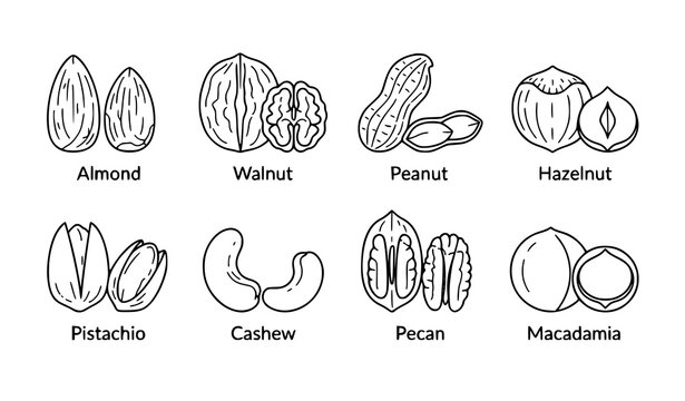 Whole Nuts and Nut Halves Minimal Line Art Vector Collection