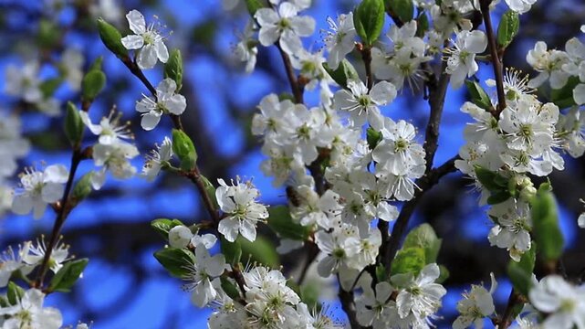 forget me not flowers