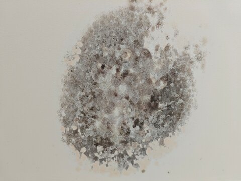 Macro view of dark mold and mildew growing on a damp white interior wall surface due to water damage.