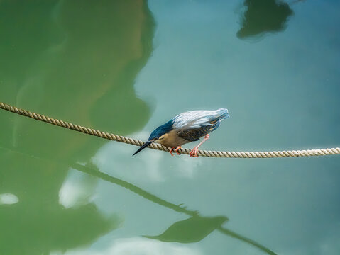 Striated Heron Perched On Rope