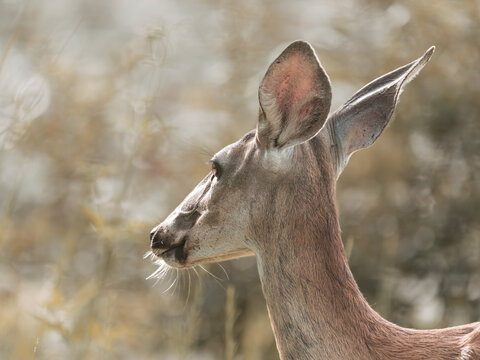 A close portrait of a deer captured in soft natural light, with gentle backlighting outlining the face and ears against a warm blurred background.