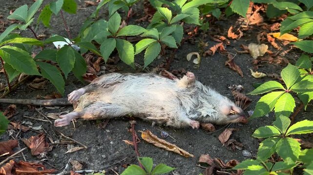 Dead Rat Lying on Ground with Green Leaves | Wild Rodent Carcass in Urban Park | Ecology and Pest Control Concept