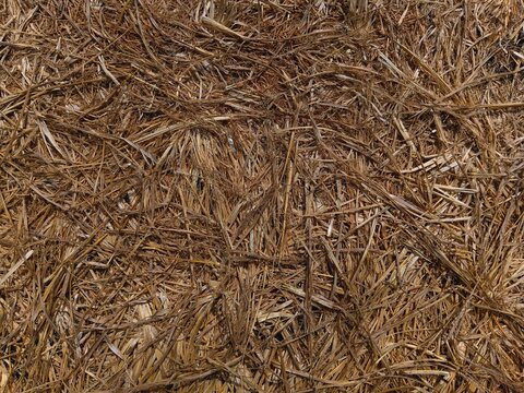 texture of hay