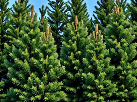 Tall fir pine trees with feathery foliage in a group, silhouettes, pines