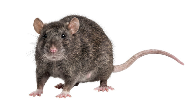 Full body portrait of standing brown rat