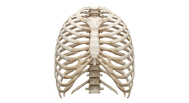 Human skeletal rib cage and thoracic vertebrae anatomy
