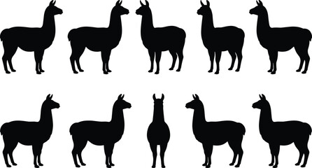 Fototapeta premium Llama and alpaca black silhouette set, isolated vector illustration collection of standing animals
