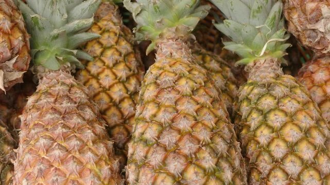 Group of fresh pineapples displaying their textured skin and green crowns