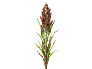 Obraz premium Single stalk of ripe sorghum grain isolated on a clean white background