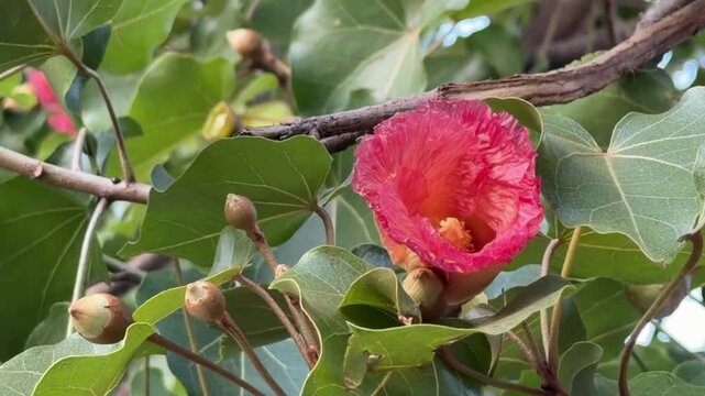 Indian tulip tree