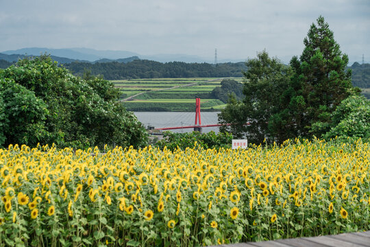 あわら夢ぐるま公園のひまわり畑