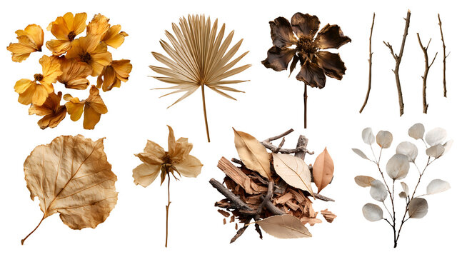 Set of leaf leaves plant flowers twig petal bud foliage sticks,  dried pressed preserved dry, for home and floral decor crafts artwork, on transparent cutout, PNG file. Many design Mockup template