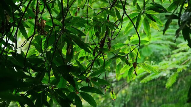 Rain drops fall on the green leaves in the mixed forest. green deciduous tree The rich natural ecosystem of the rainforest concept is all about conservation and natural reforestation.	

