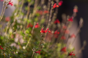 Salvia microphylla © PPJ