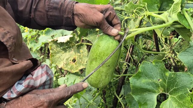 Farmer Picking Fresh Ash Gourd from Vine in Field Commercial Video