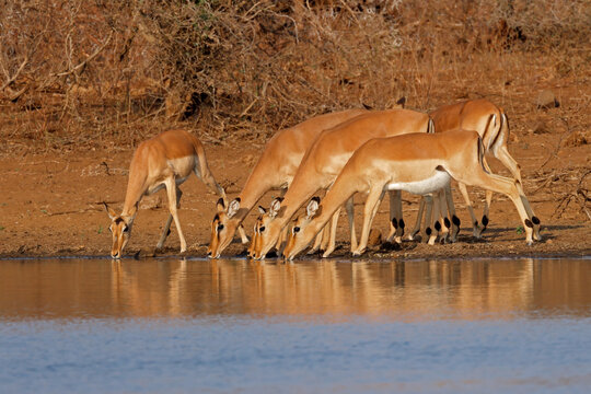 Group of impala antelopes (Aepyceros melampus) drinking water, Kruger National Park, South Africa