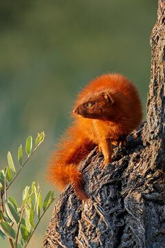 A slender mongoose (Galerella sanguinea) sitting in a tree, South Africa