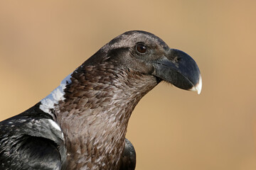Obraz premium Close-up portrait of a white-necked raven (Corvus albicollis), South Africa