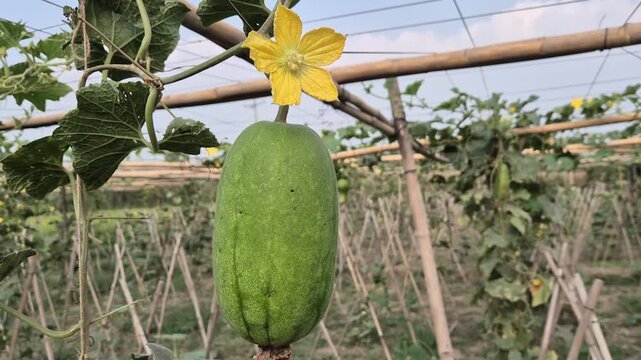Fresh Ash Gourd Hanging with Yellow Flower on Trellis Commercial Video