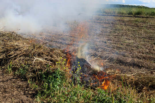 Bright flames engulf dry straw and agricultural residues on a harvested field, generating dense white smoke. Burning crop stubble degrades fertile soil layers and increases the risk of wildfires sprea