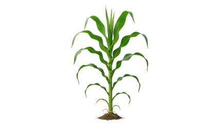 Fototapeta premium Single young green corn plant with roots showing the growth process isolated on a white background