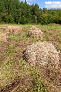 Haystacks on Meadow in Summer Countryside