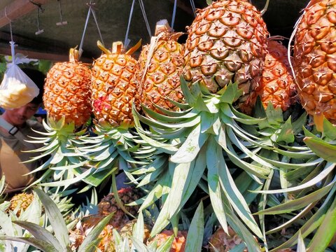 fruit of the pineapple