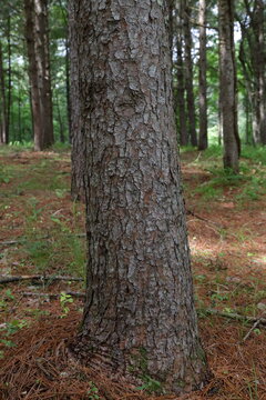 Korean Pine Tree in a Forest in Hokkaido, Japan