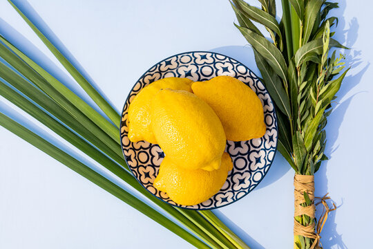 Three ripe juicy etrog fruits on a blue white plate with an ornament among palm leaves, willow branches on a blue background. Sukkot holiday. Top view