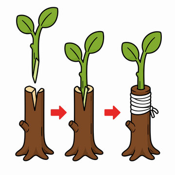 Step-by-step diagram of tree cleft grafting process