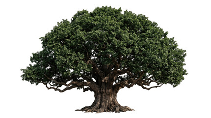 Obraz premium Large Green Oak Tree with Thick Trunk Full Canopy PNG Isolated on a transparent background