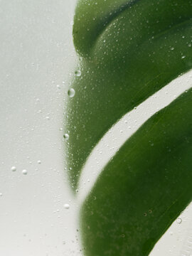 A split green monstera leaf fills the right side of a vertical composition behind frosted glass covered with water droplets. The pale area on the left contrasts with the curved leaf edges, creating a